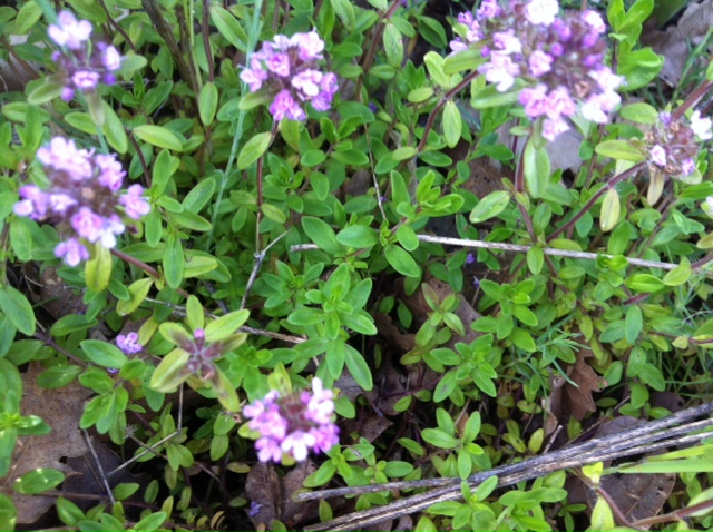 Thymus vulgaris??